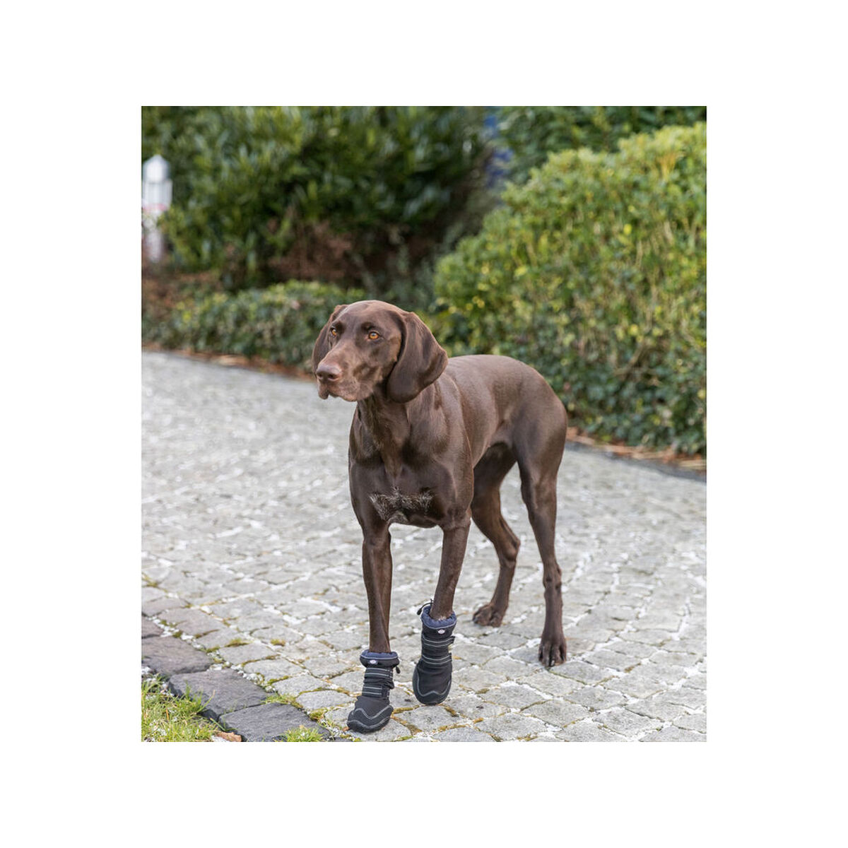 Leg protection walker Trixie Black L/XL